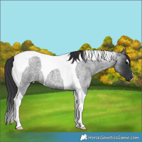 Horse Color:Unknown 