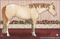 Horse Color:Amber Champagne Pearl