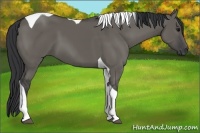 Horse Color:Grullo Tobiano