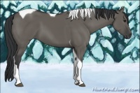 Horse Color:Grullo Tobiano 