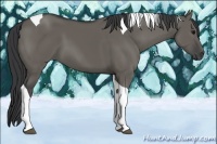 Horse Color:Grullo Tobiano