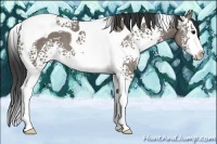 Horse Color:White Spotted Grullo Splash Tobiano 