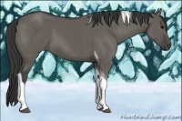 Horse Color:Grullo Tobiano 