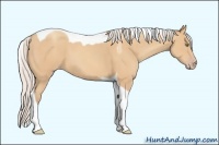 Horse Color:Silver Amber Champagne Tobiano 
