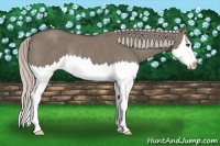 Horse Color:Silver Grullo Sabino Splash Rabicano