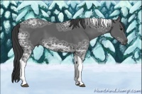 Horse Color:Black Ice Tobiano
