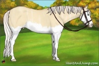 Horse Color:Silver Classic Champagne Ice Dun Sabino Splash