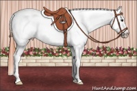 Horse Color:Bay Tobiano Appaloosa 