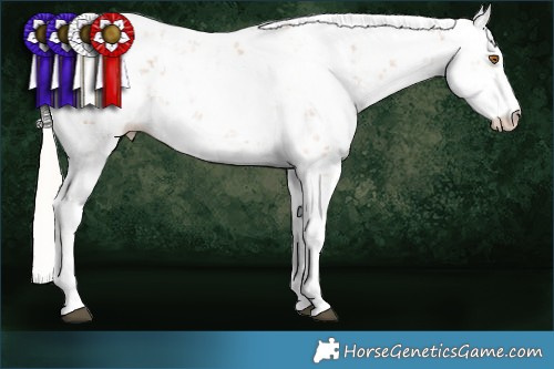 Horse Color:Silver Black Pearl Sabino Rabicano 