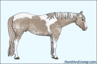 Horse Color:Silver Grullo Ice Sabino Splash Tobiano