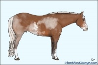 Horse Color:Silver Bay Sabino