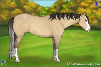 Horse Color:Amber Champagne Dun Splash