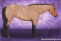 Horse Color:Bay Roan 