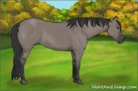 Horse Color:Grullo 