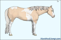 Horse Color:Silver Amber Champagne Dun Splash Tobiano 