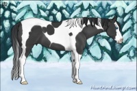 Horse Color:Black Splash Tobiano