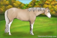 Horse Color:Silver Black Pearl Sabino 