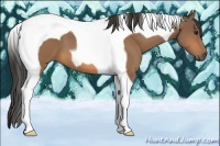 Horse Color:Buckskin Tobiano