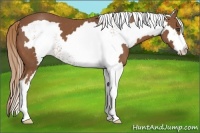 Horse Color:White Spotted Chestnut Frame