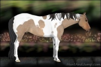 Horse Color:Bay Roan Dun Tobiano 