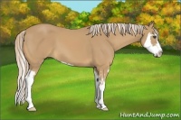 Horse Color:Palomino Splash Frame 