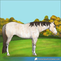Horse Color:Buckskin Roan Sabino