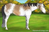 Horse Color:White Spotted Bay Dun