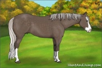 Horse Color:Silver Black Splash