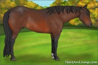 Horse Color:Bay Rabicano 