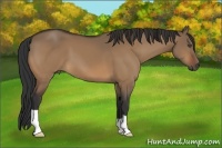 Horse Color:Bay Dun