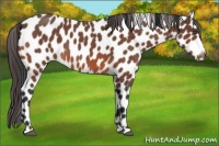 Horse Color:Bay Roan Leopard 