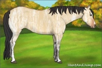 Horse Color:Bay Ice Dun Sabino