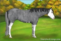 Horse Color:Blue Roan Splash 