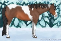 Horse Color:Bay Roan Splash Tobiano 