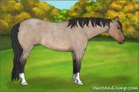 Horse Color:Bay Roan Dun