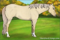 Horse Color:Palomino Roan Dun 