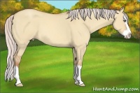 Horse Color:Silver Amber Champagne Roan Dun Splash