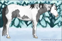 Horse Color:Blue Roan Splash Tobiano