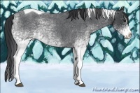 Horse Color:White Spotted Blue Roan Splash Tobiano