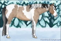 Horse Color:Bay Roan Dun Splash Tobiano