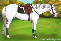 Horse Color:Blue Roan Splash Appaloosa 