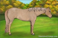 Horse Color:Palomino Roan 