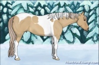 Horse Color:Palomino Roan Dun Tobiano