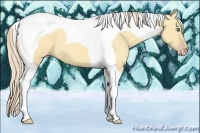 Horse Color:Gold Cream Champagne Dun Tobiano 