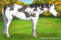 Horse Color:White Spotted Grullo Splash