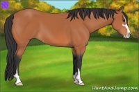 Horse Color:Bay Sabino 