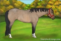 Horse Color:Bay Roan Dun 
