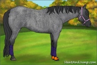 Horse Color:Blue Roan 