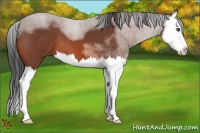 Horse Color:Bay Roan Splash