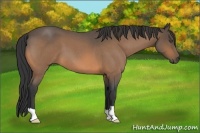 Horse Color:Buckskin Roan 